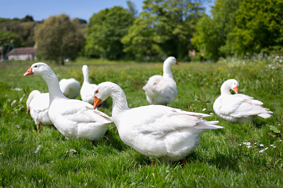 Geese on East Runton common