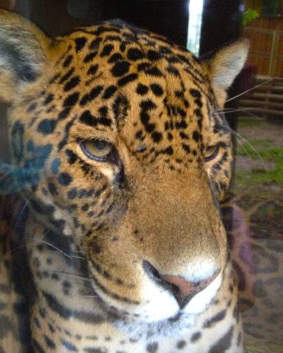 Amazona Zoo, Cromer